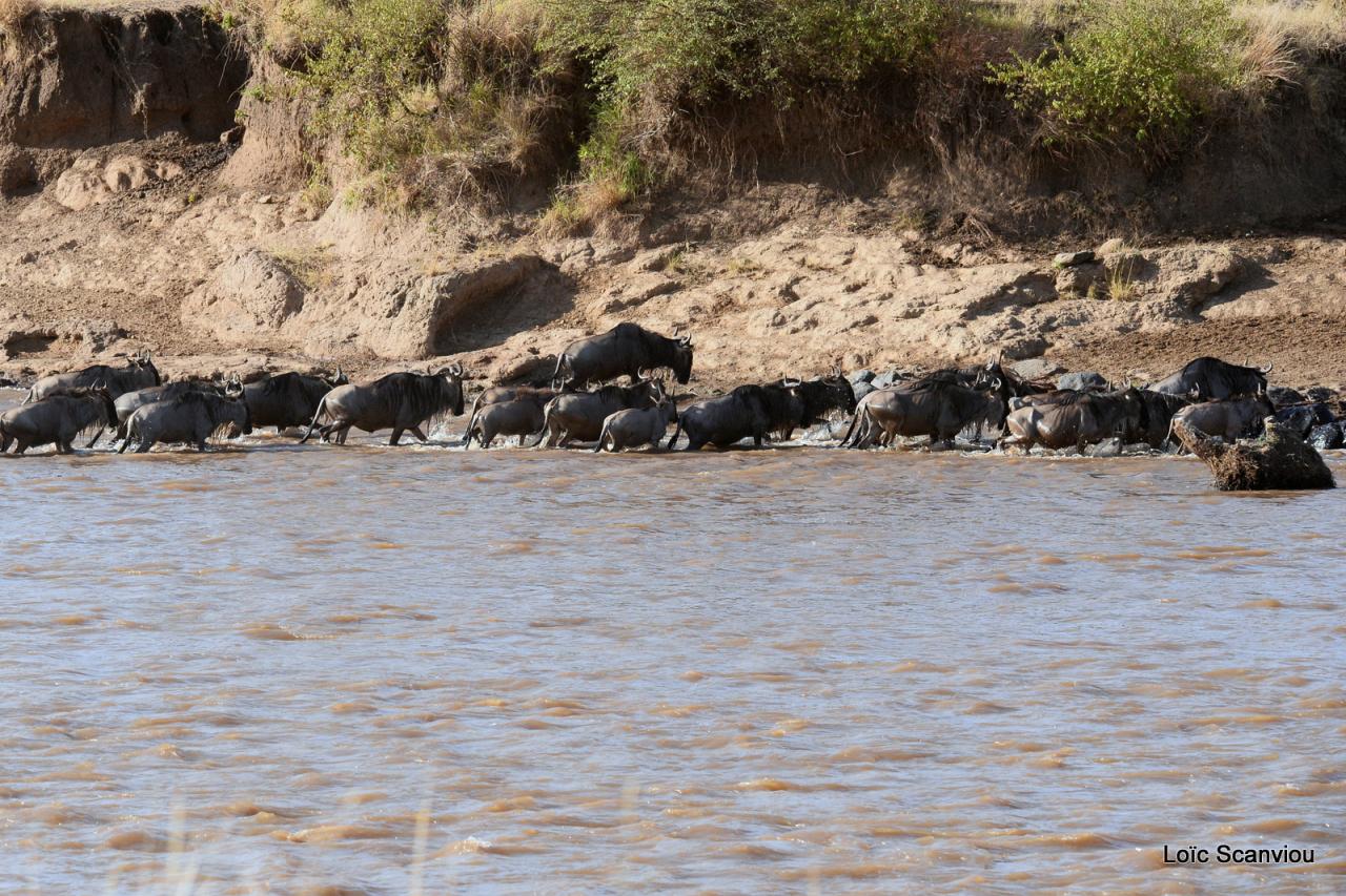 Migration des gnous/Wildebeest Migration (44)