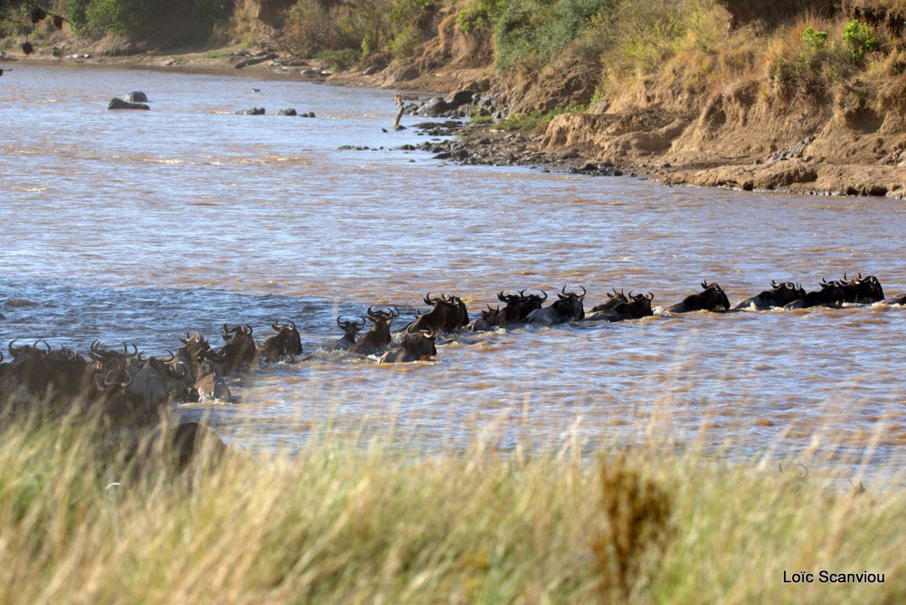 Traversée de la Mara/Mara River Crossing (55)