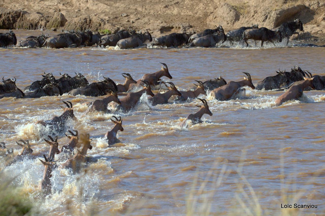 Traversée de la Mara/Mara River Crossing (56)