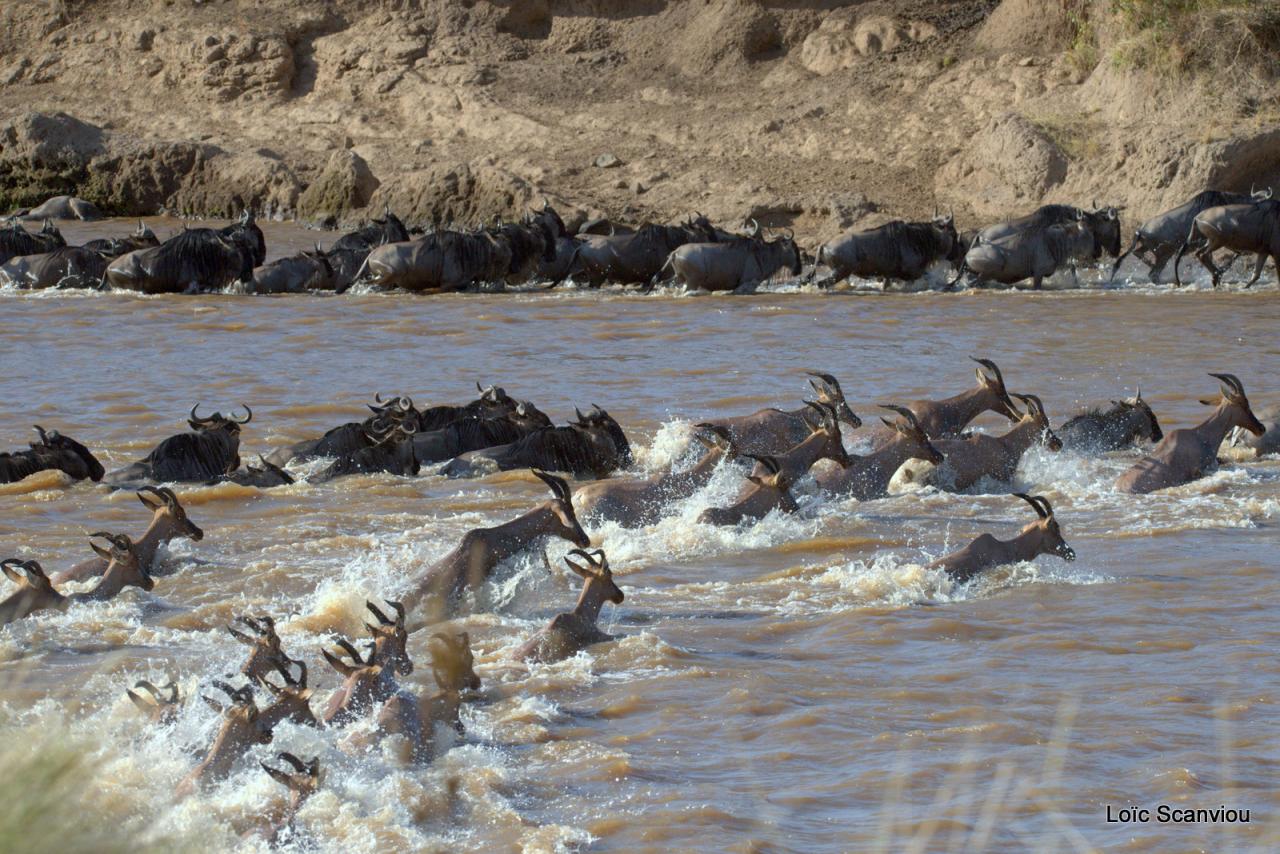 Traversée de la Mara/Mara River Crossing (57)