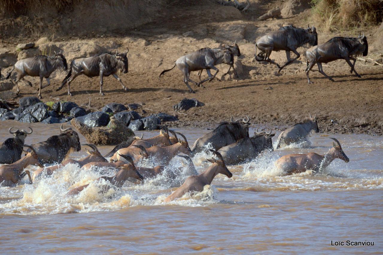Traversée de la Mara/Mara River Crossing (58)