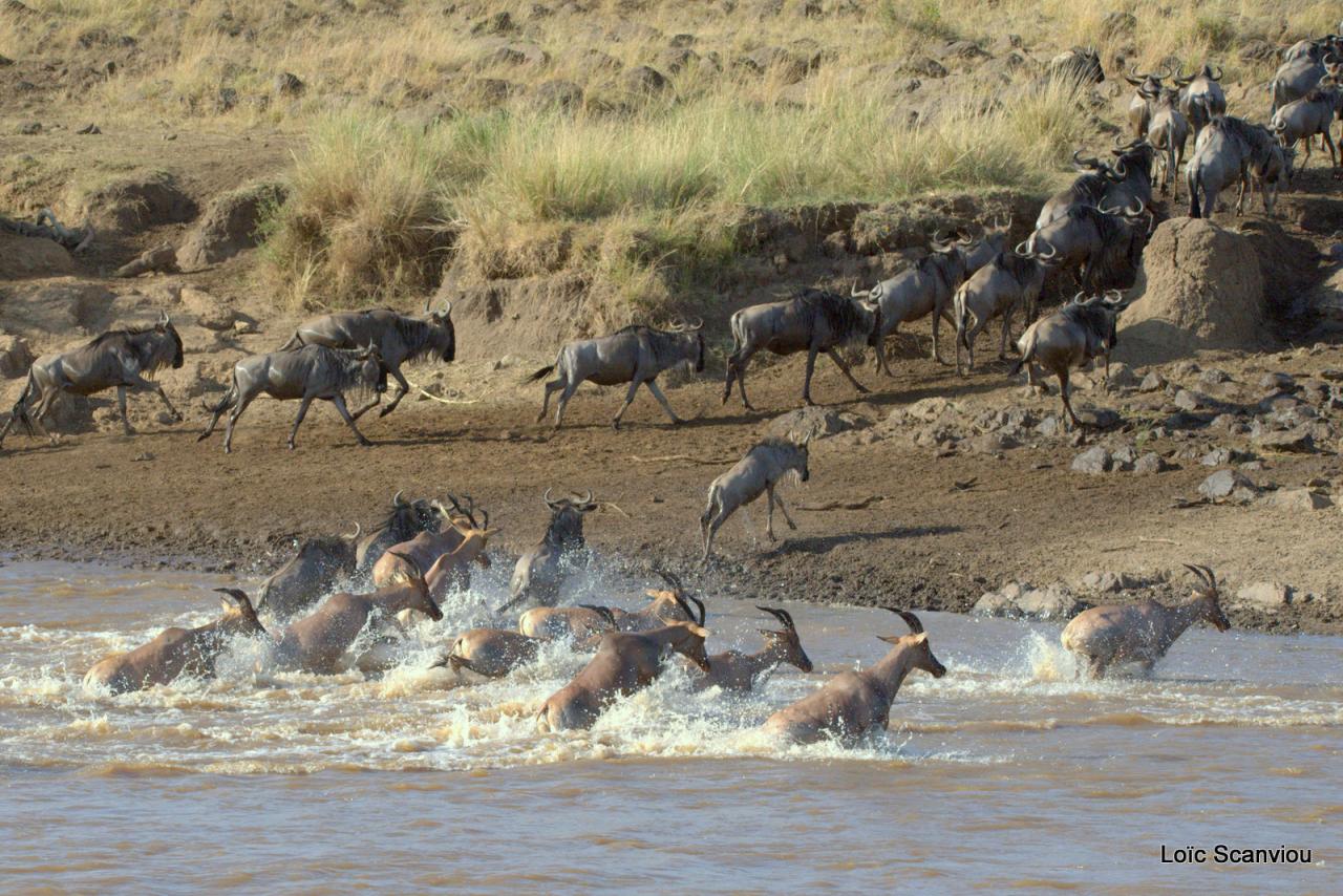 Traversée de la Mara/Mara River Crossing (59)