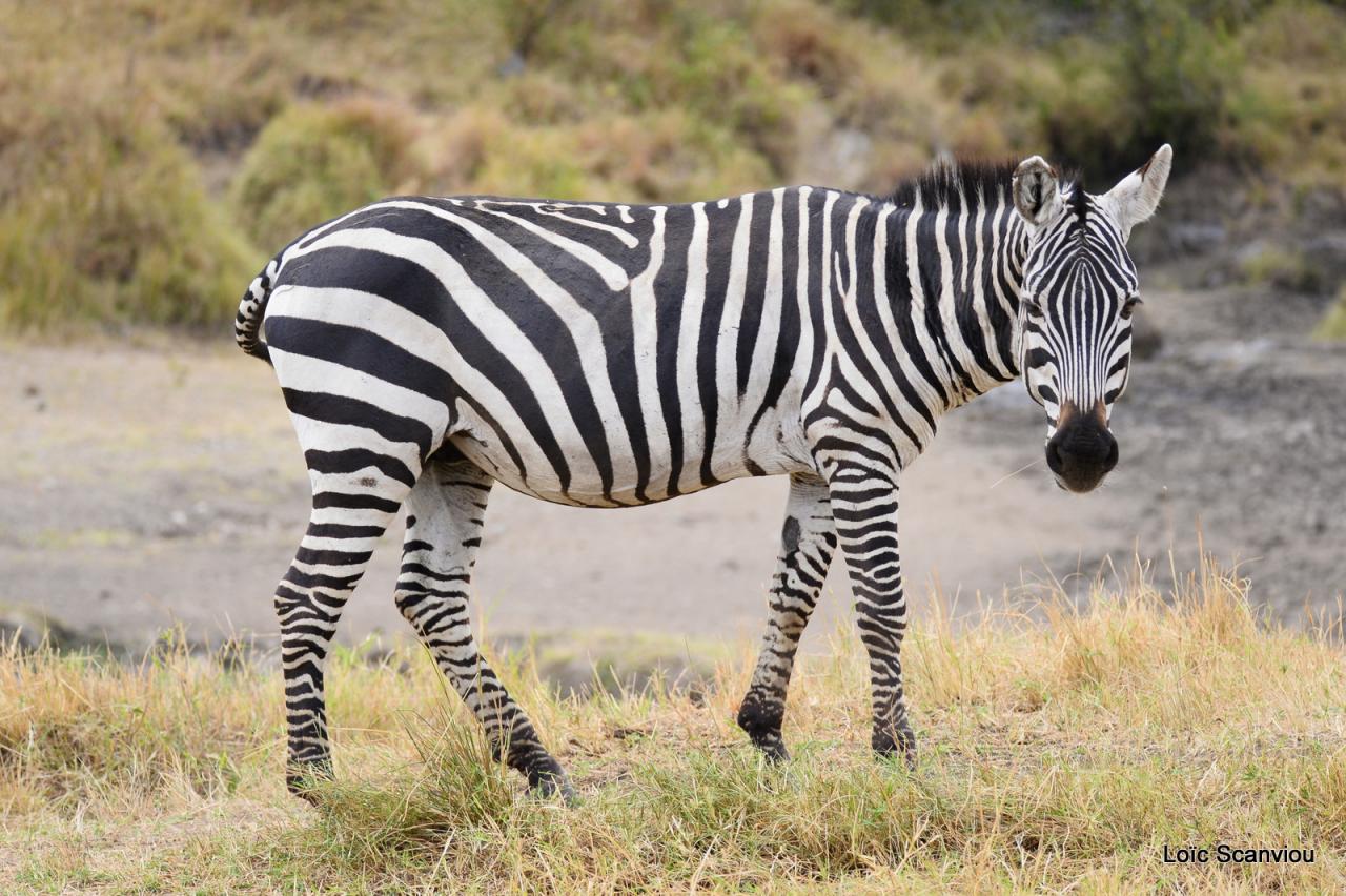 Zèbre/Zebra (1)
