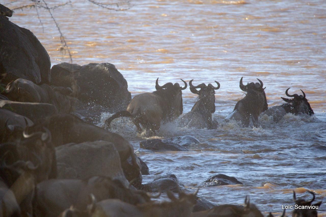 Traversée de la Mara/Mara River Crossing (60)