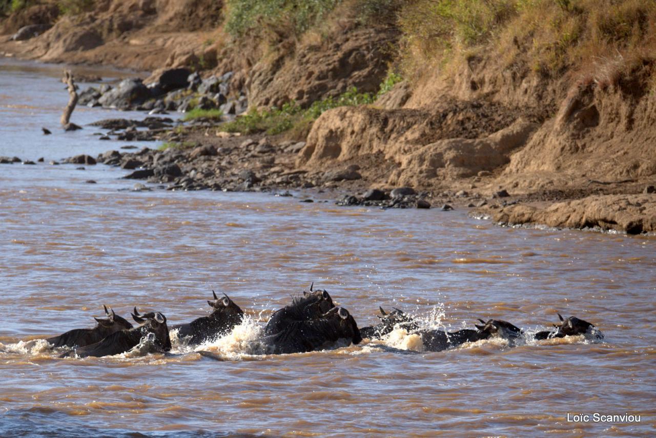 Traversée de la Mara/Mara River Crossing (61)