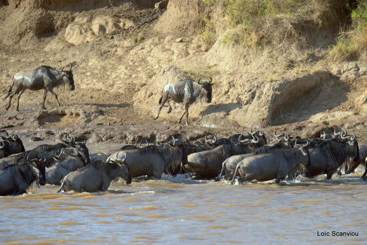 Traversée de la Mara/Mara River Crossing (62)