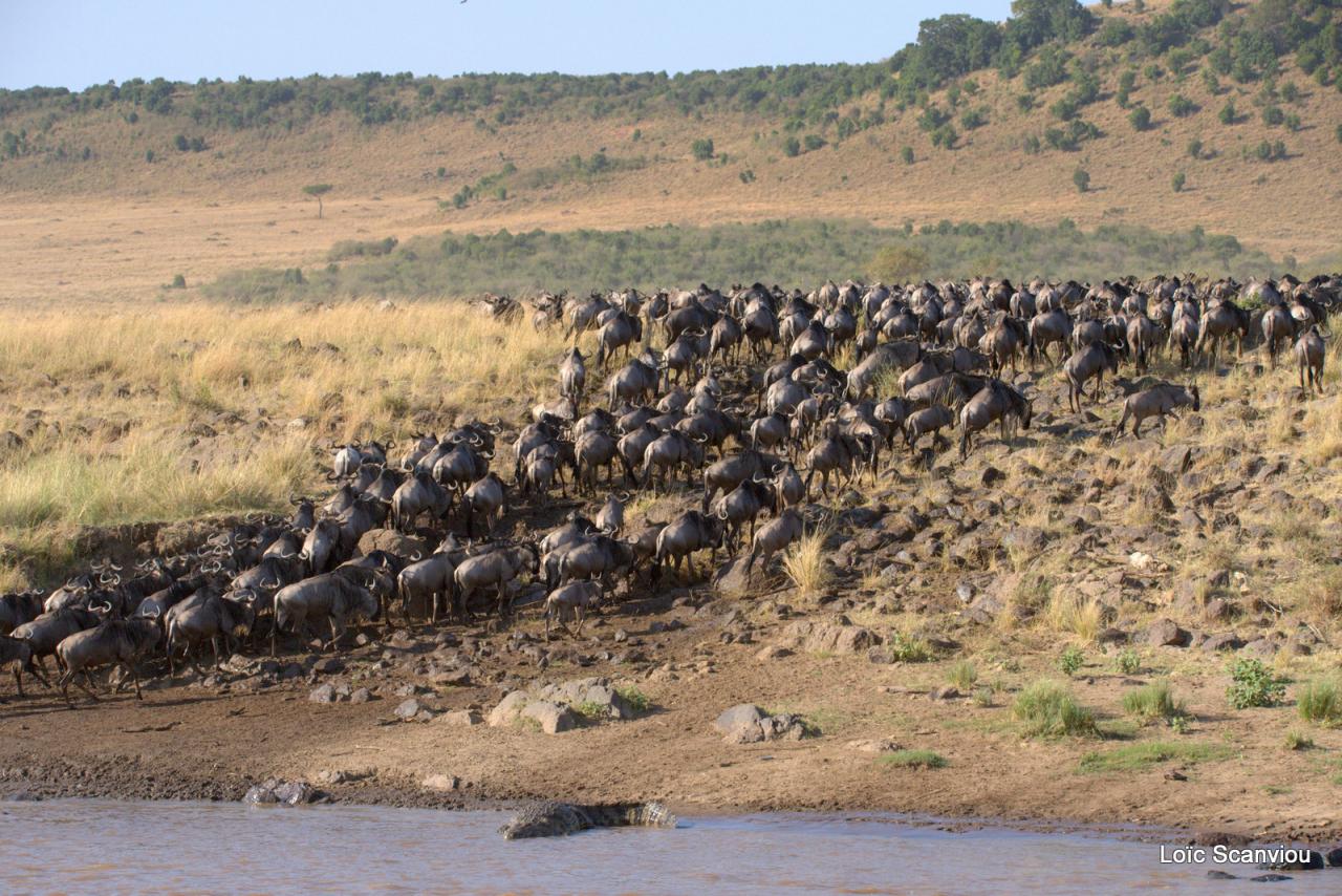 Traversée de la Mara/Mara River Crossing (63)
