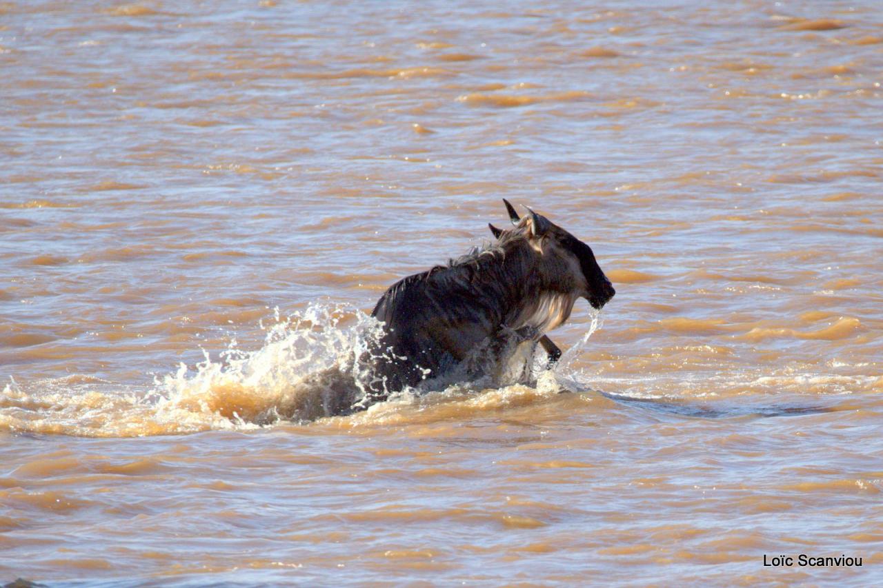 Traversée de la Mara/Mara River Crossing (64)