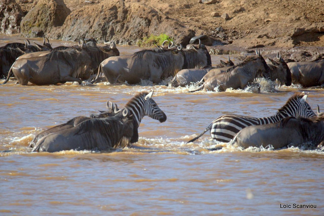 Traversée de la Mara/Mara River Crossing (65)