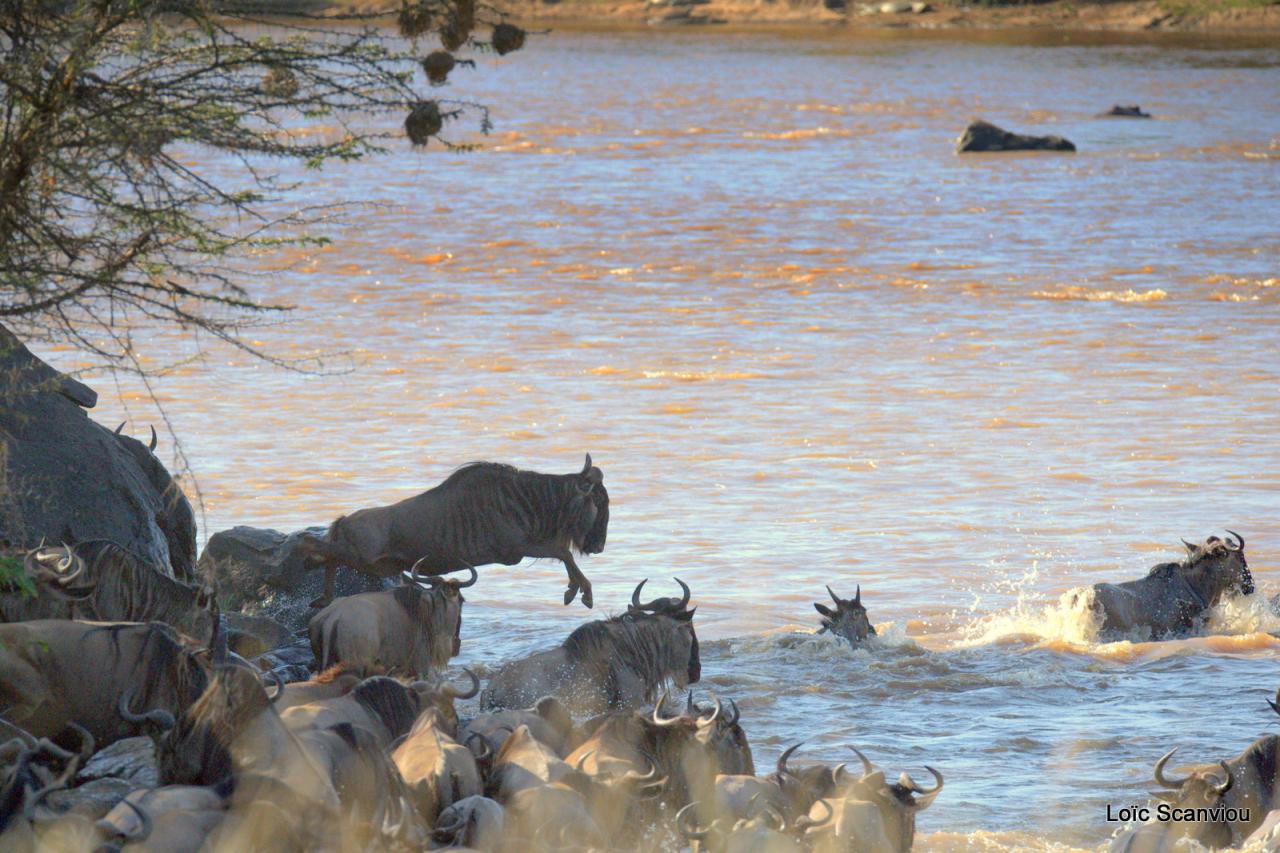 Traversée de la Mara/Mara River Crossing (68)