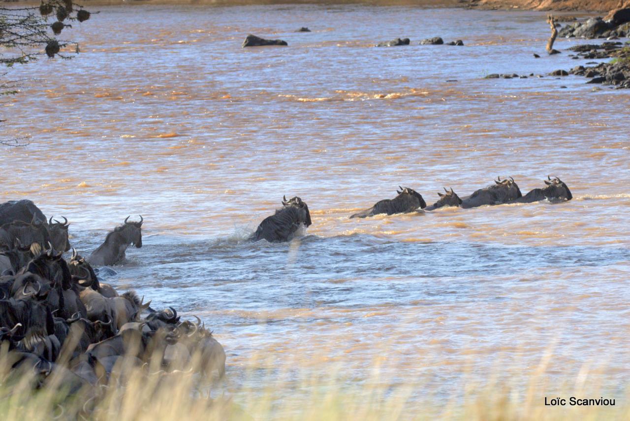 Traversée de la Mara/Mara River Crossing (69)