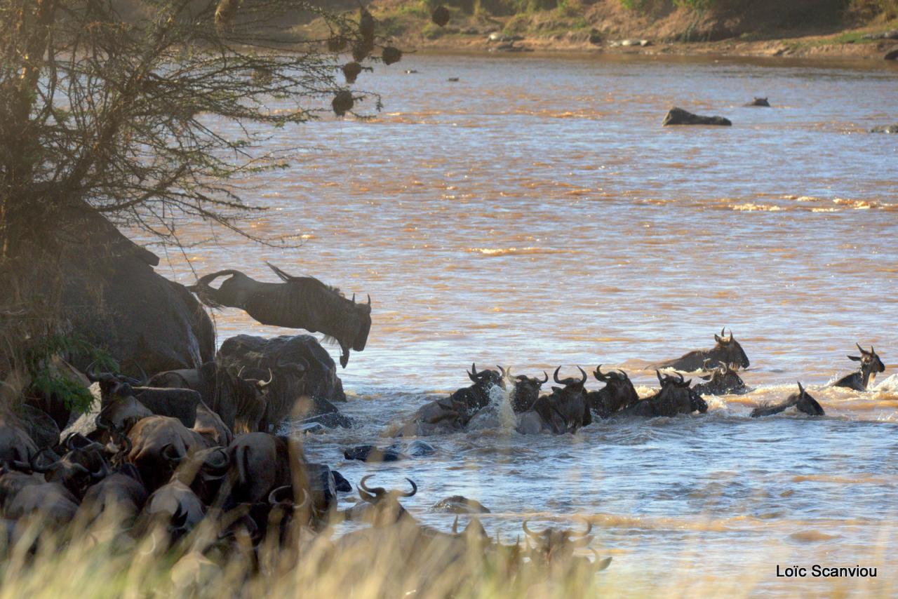 Traversée de la Mara/Mara River Crossing (70)