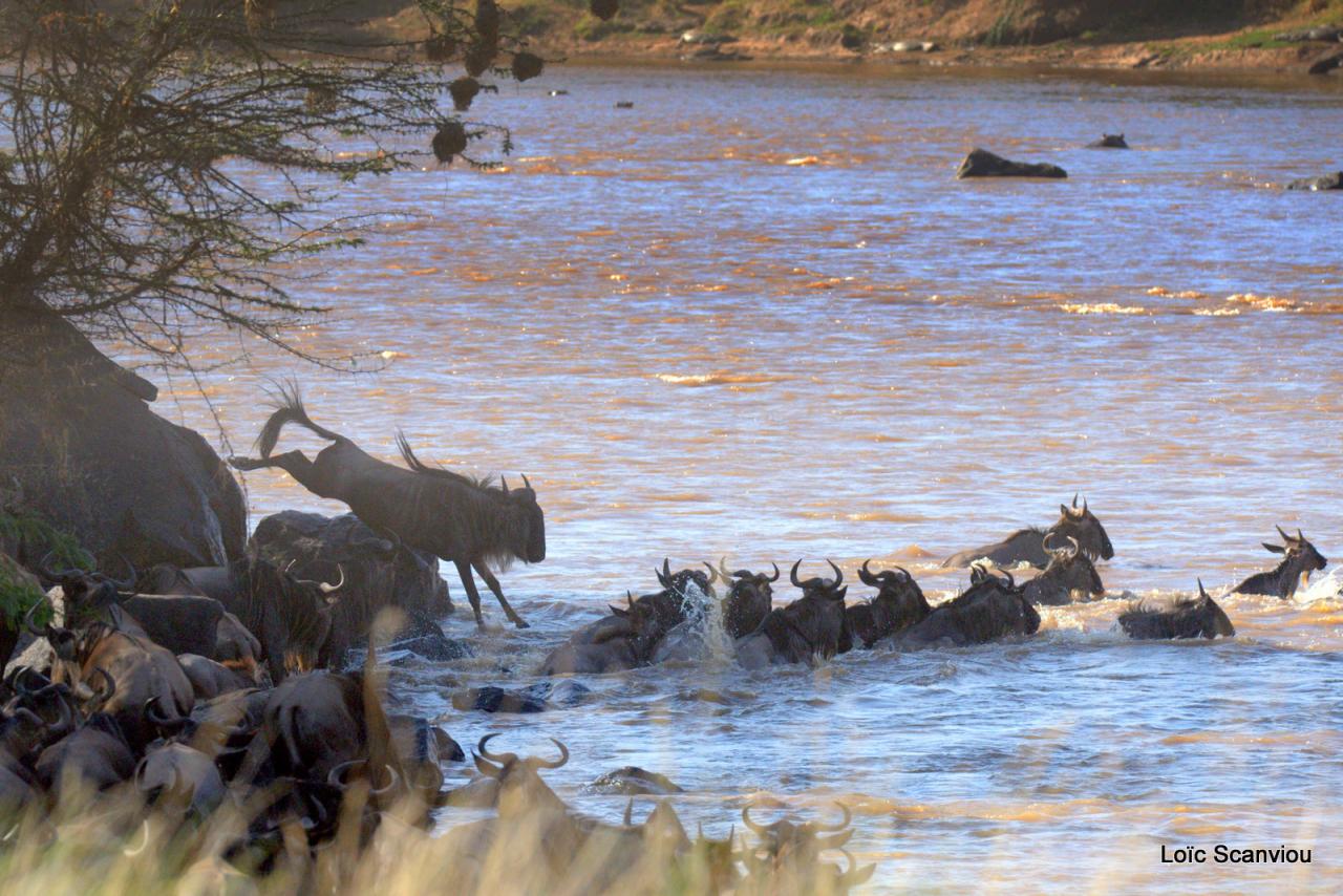 Traversée de la Mara/Mara River Crossing (71)