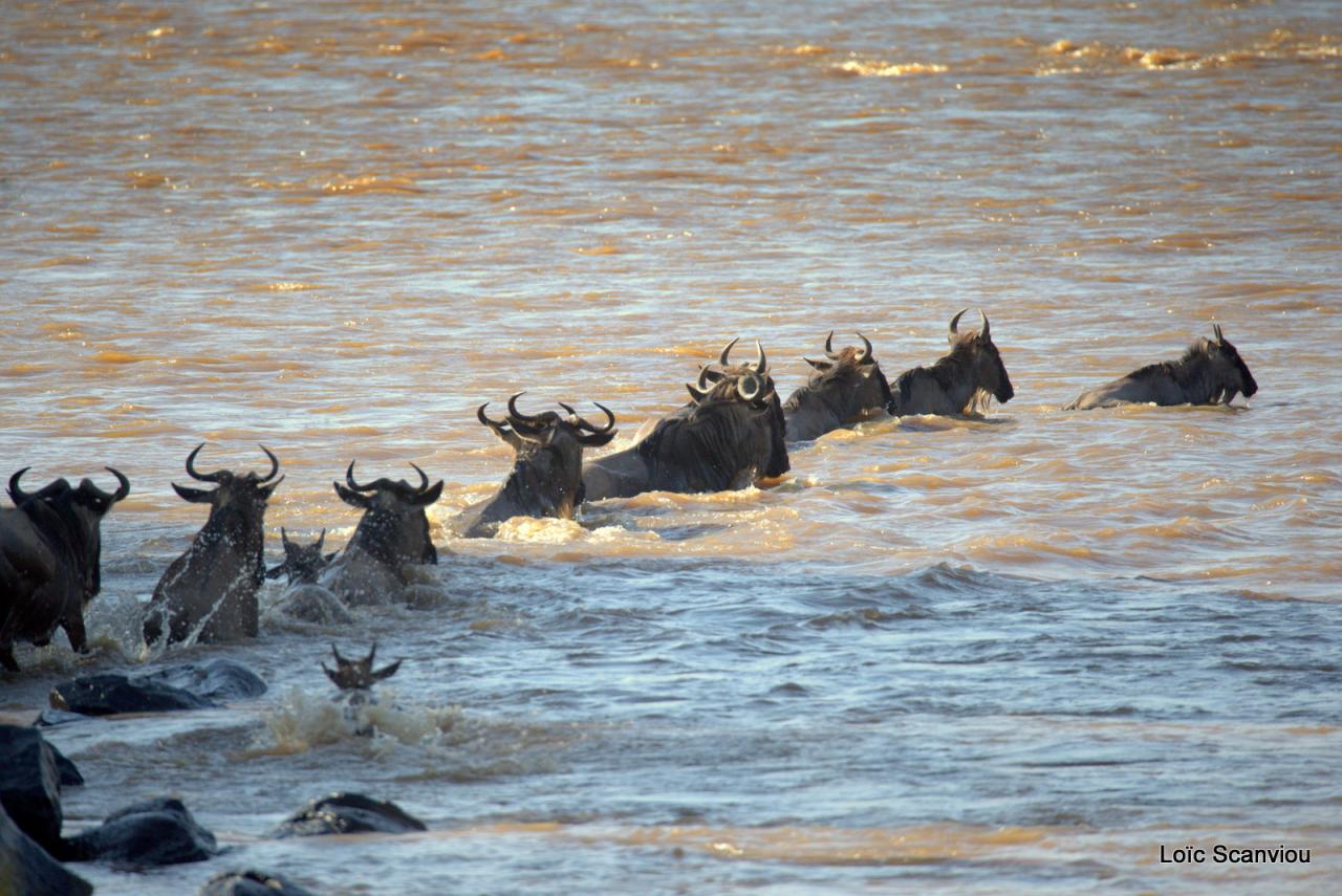 Traversée de la Mara/Mara River Crossing (72)