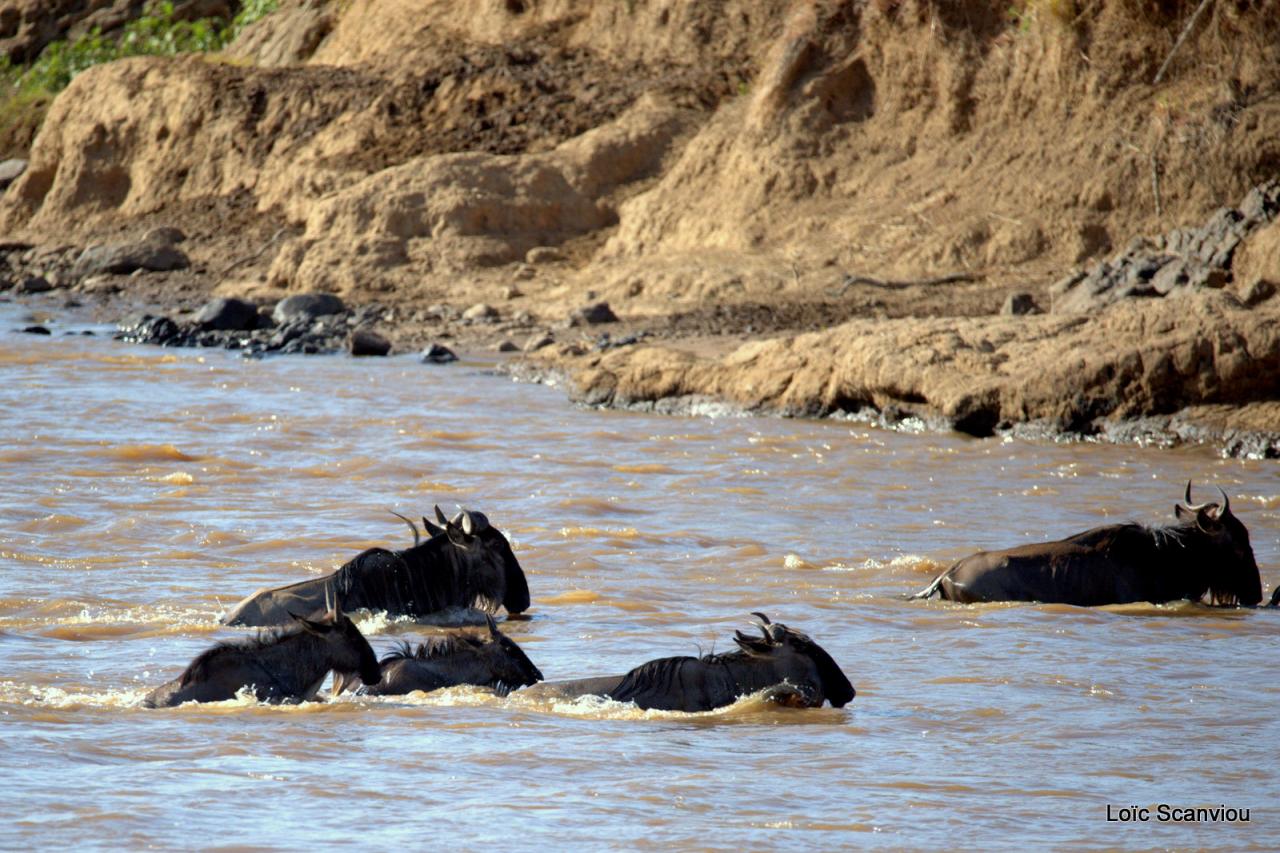 Traversée de la Mara/Mara River Crossing (73)