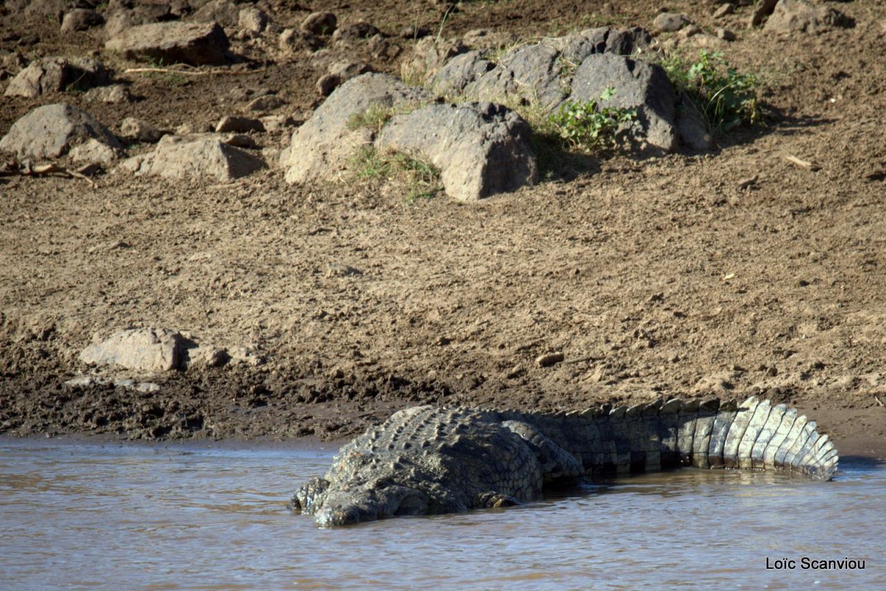 Crocodile 