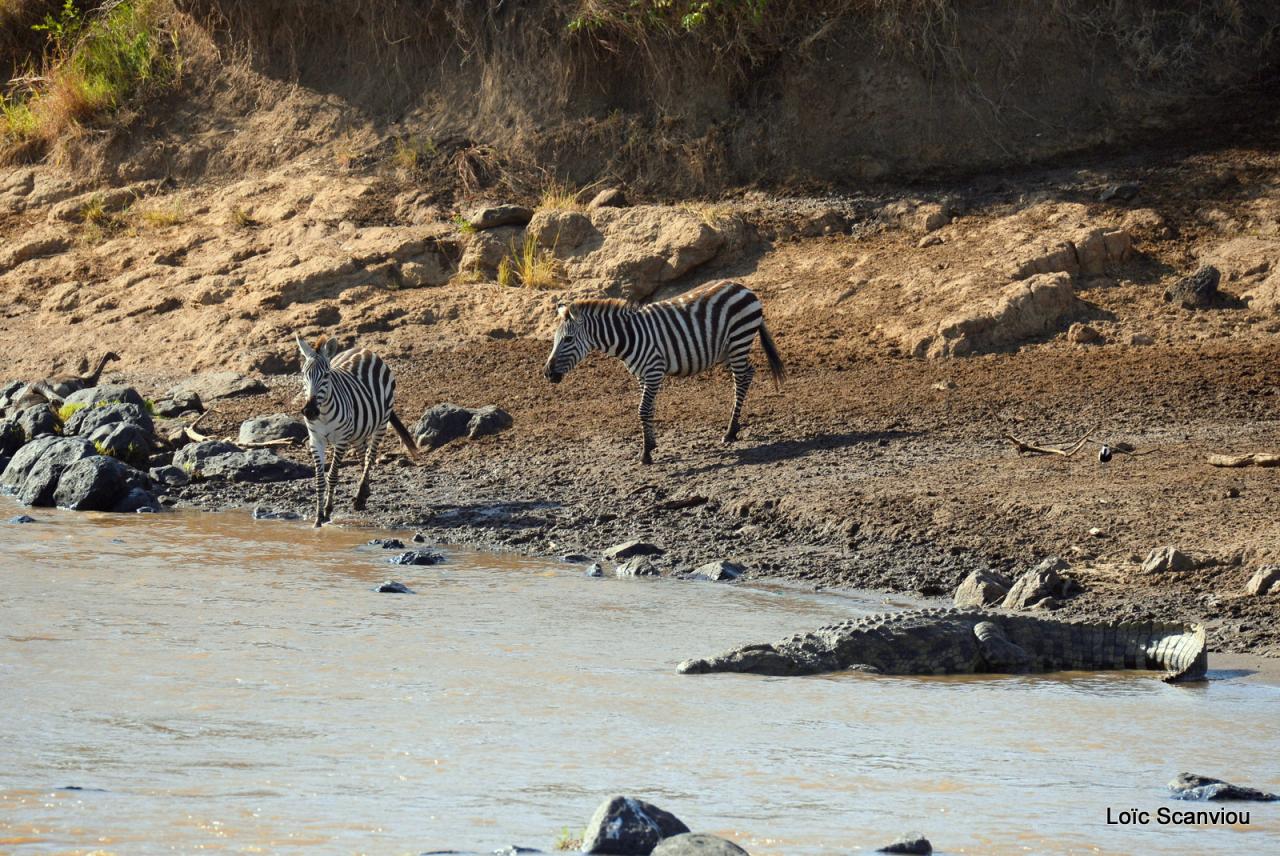 Traversée de la Mara/Mara River Crossing (74)