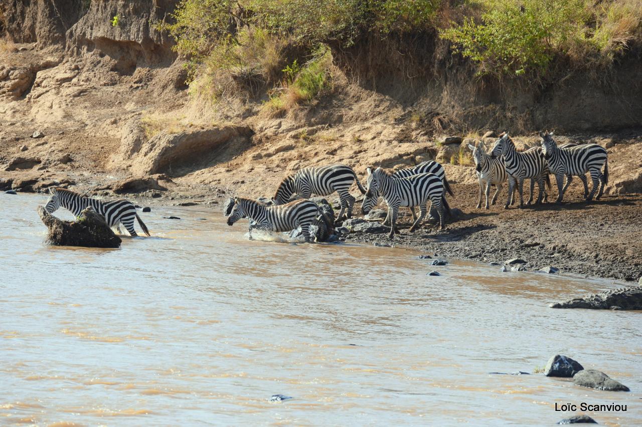 Traversée de la Mara/Mara River Crossing (75)