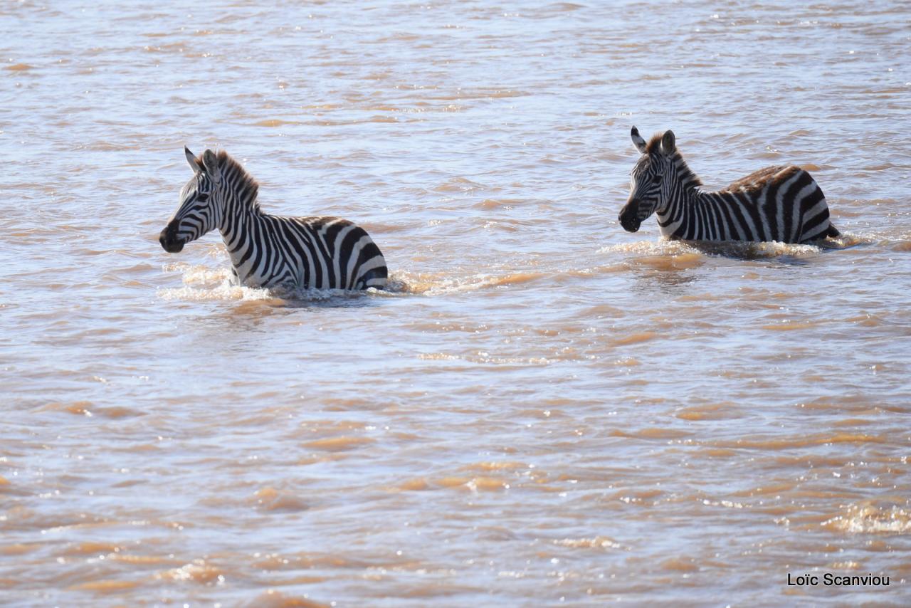Traversée de la Mara/Mara River Crossing (76)