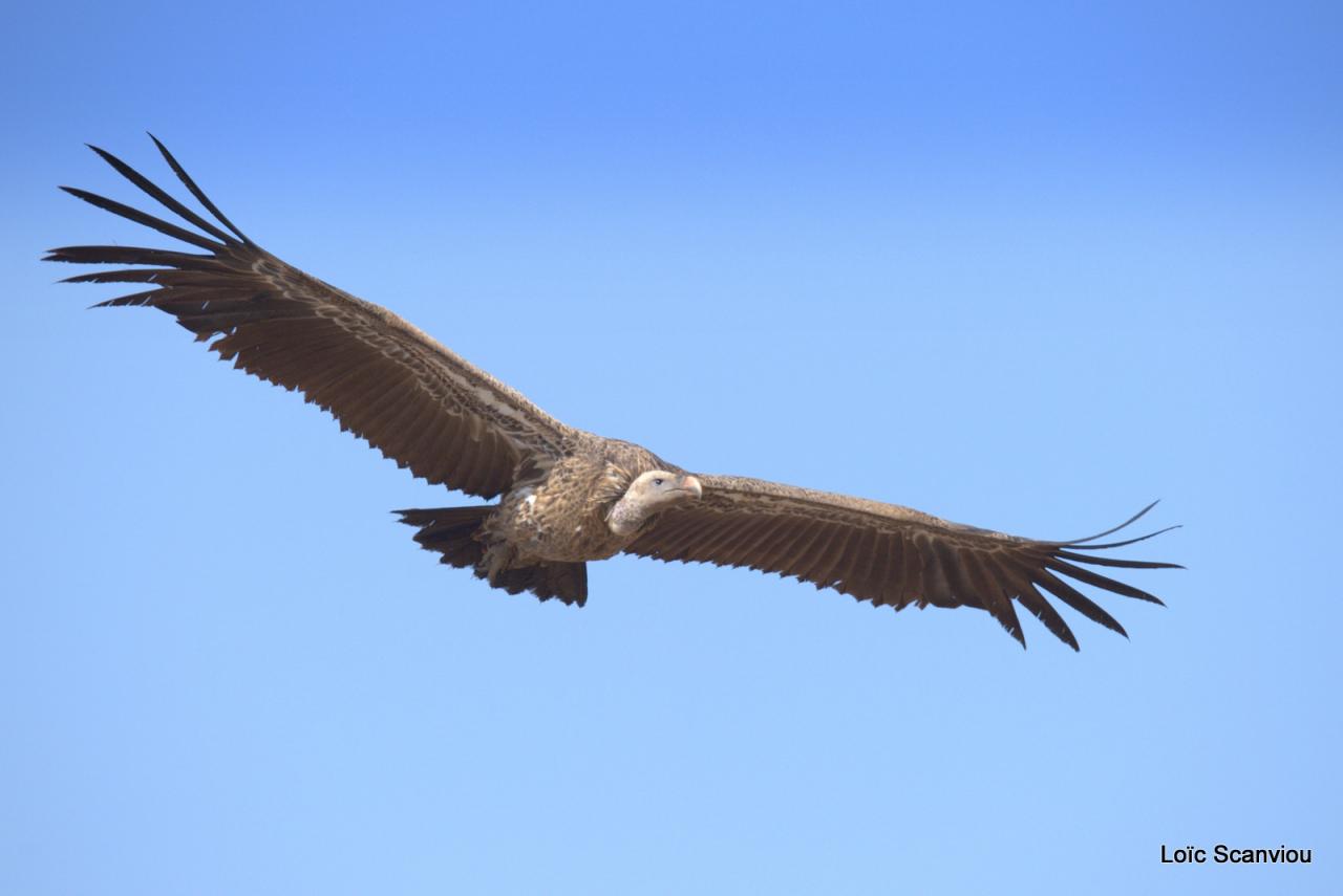 Vautour/Vulture (4)