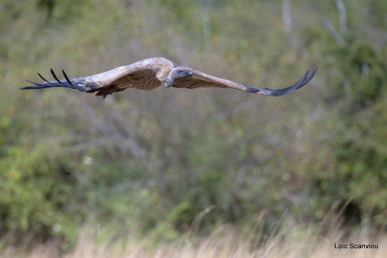 Vautour/Vulture (5)
