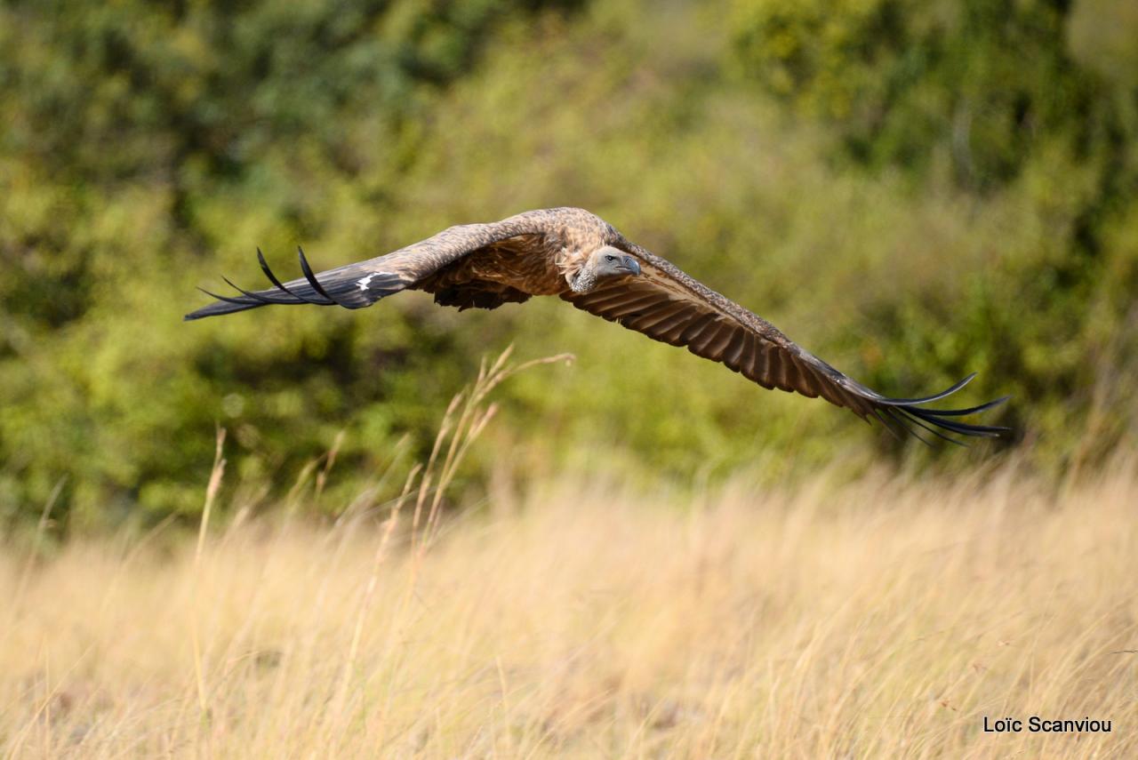 Vautour/Vulture (6)