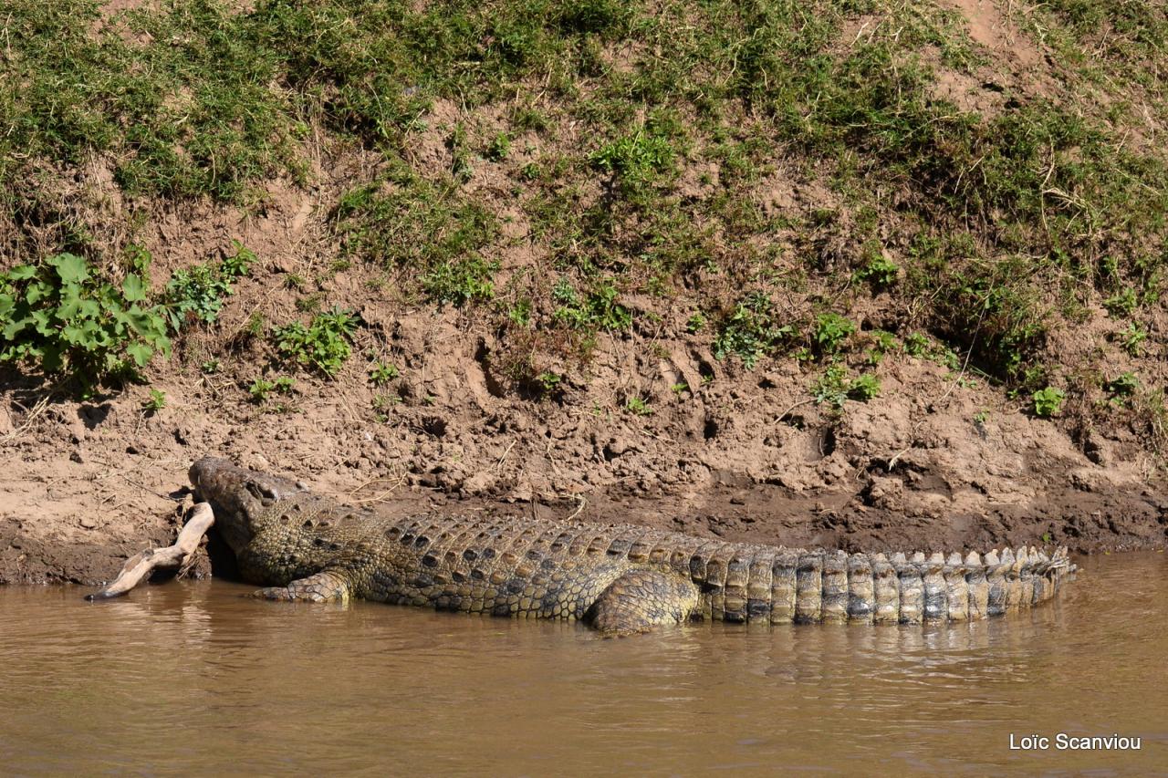 Crocodile (47)