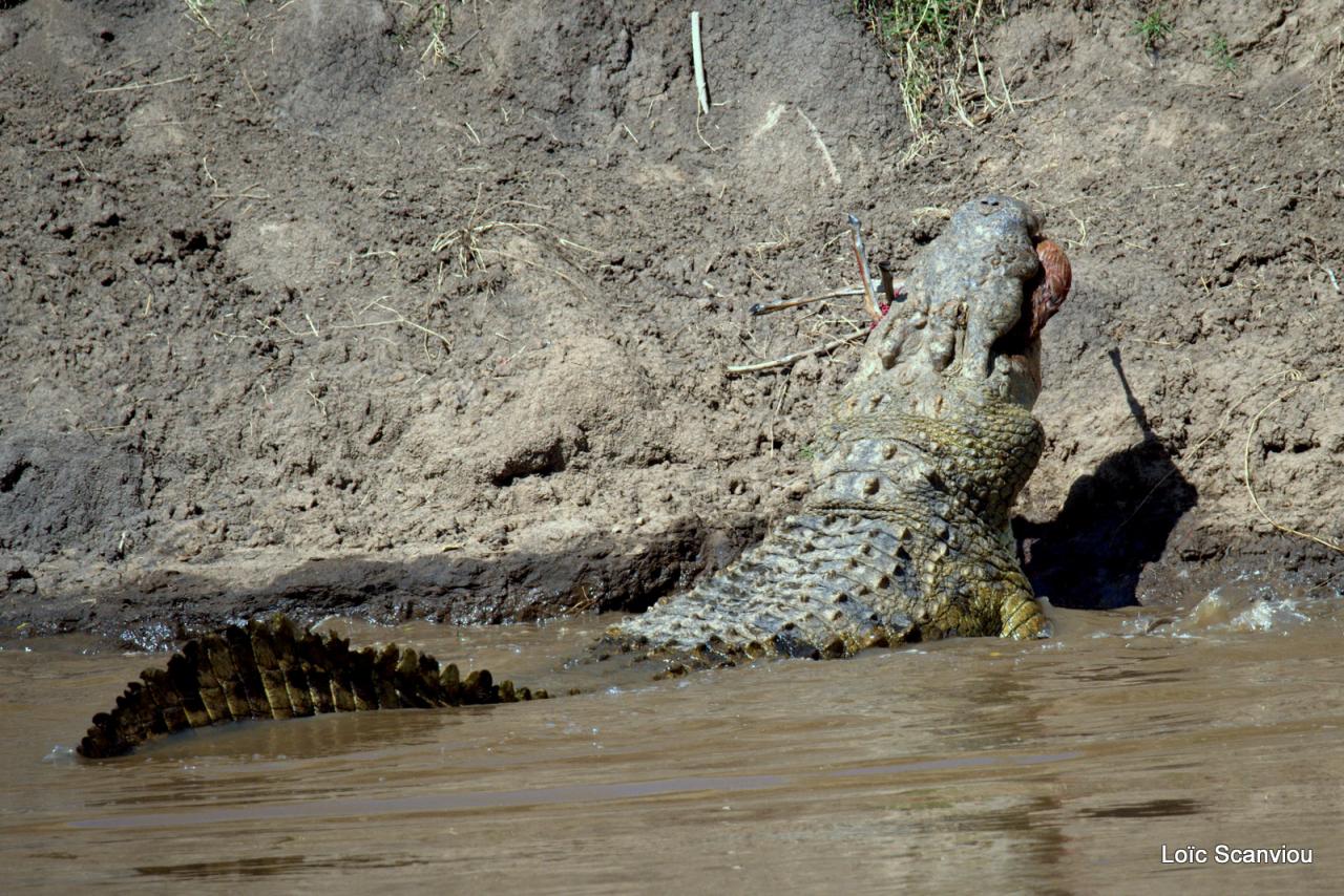 Crocodile (48)