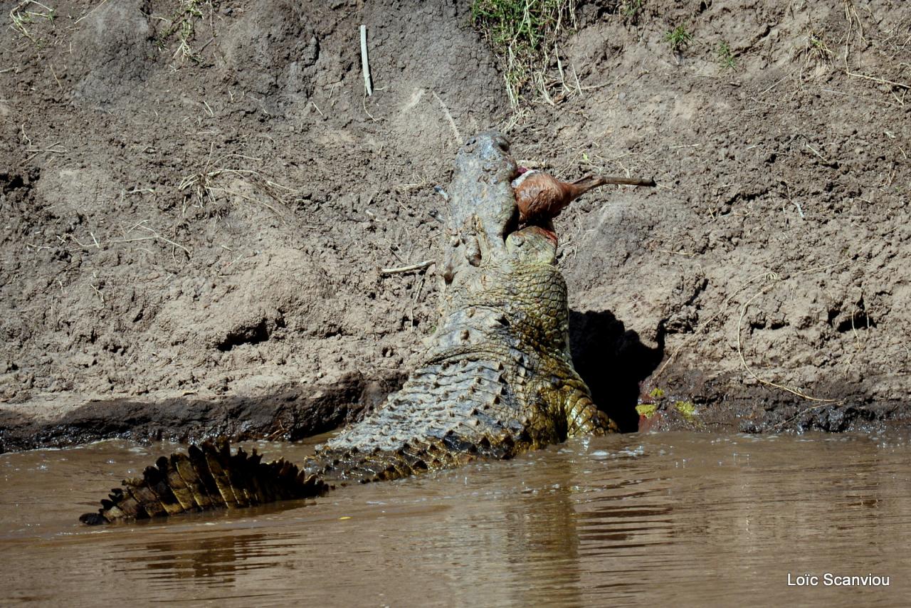 Crocodile (49)