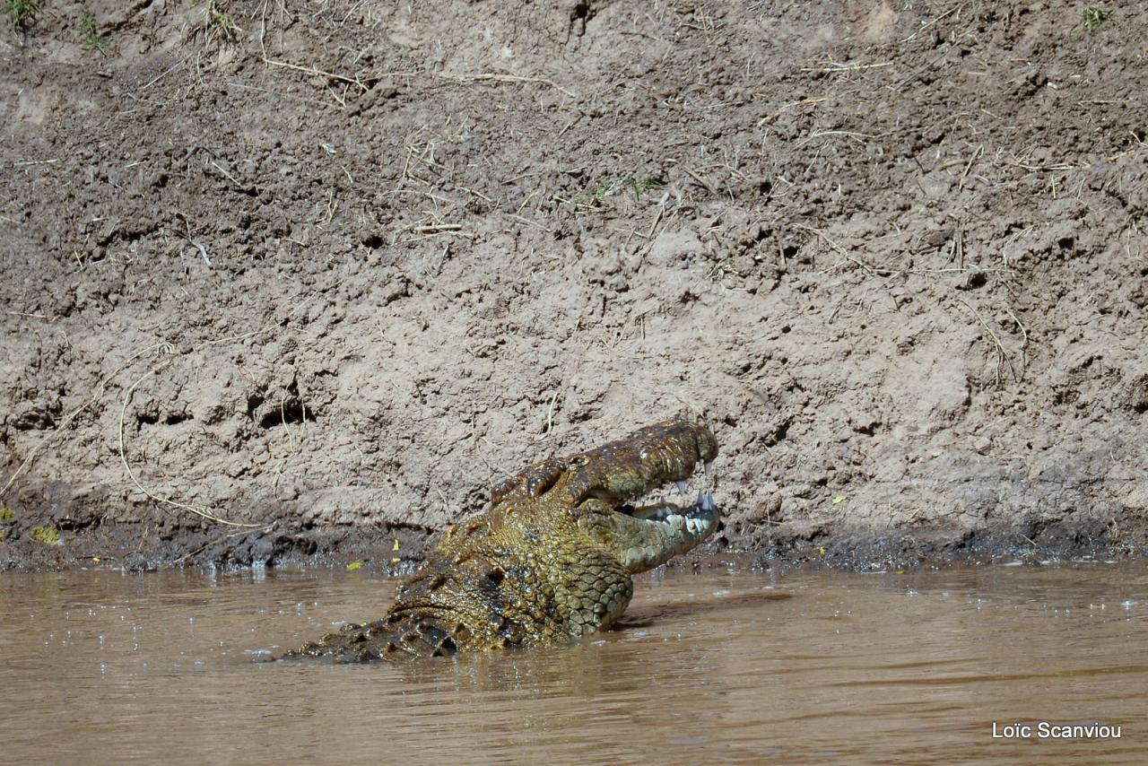 Crocodile (50)