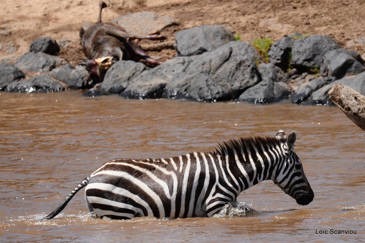 Traversée de la Mara/Mara River Crossing (77)