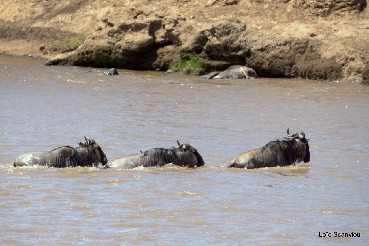 Traversée de la Mara/Mara River Crossing (78)