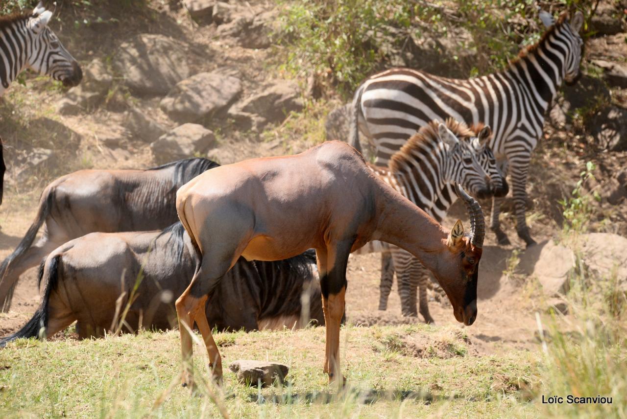 Herbivores (6)