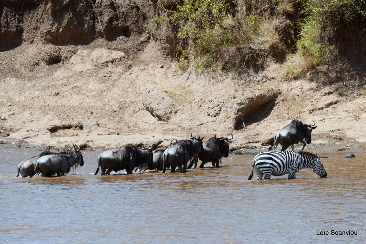 Traversée de la Mara/Mara River Crossing (79)