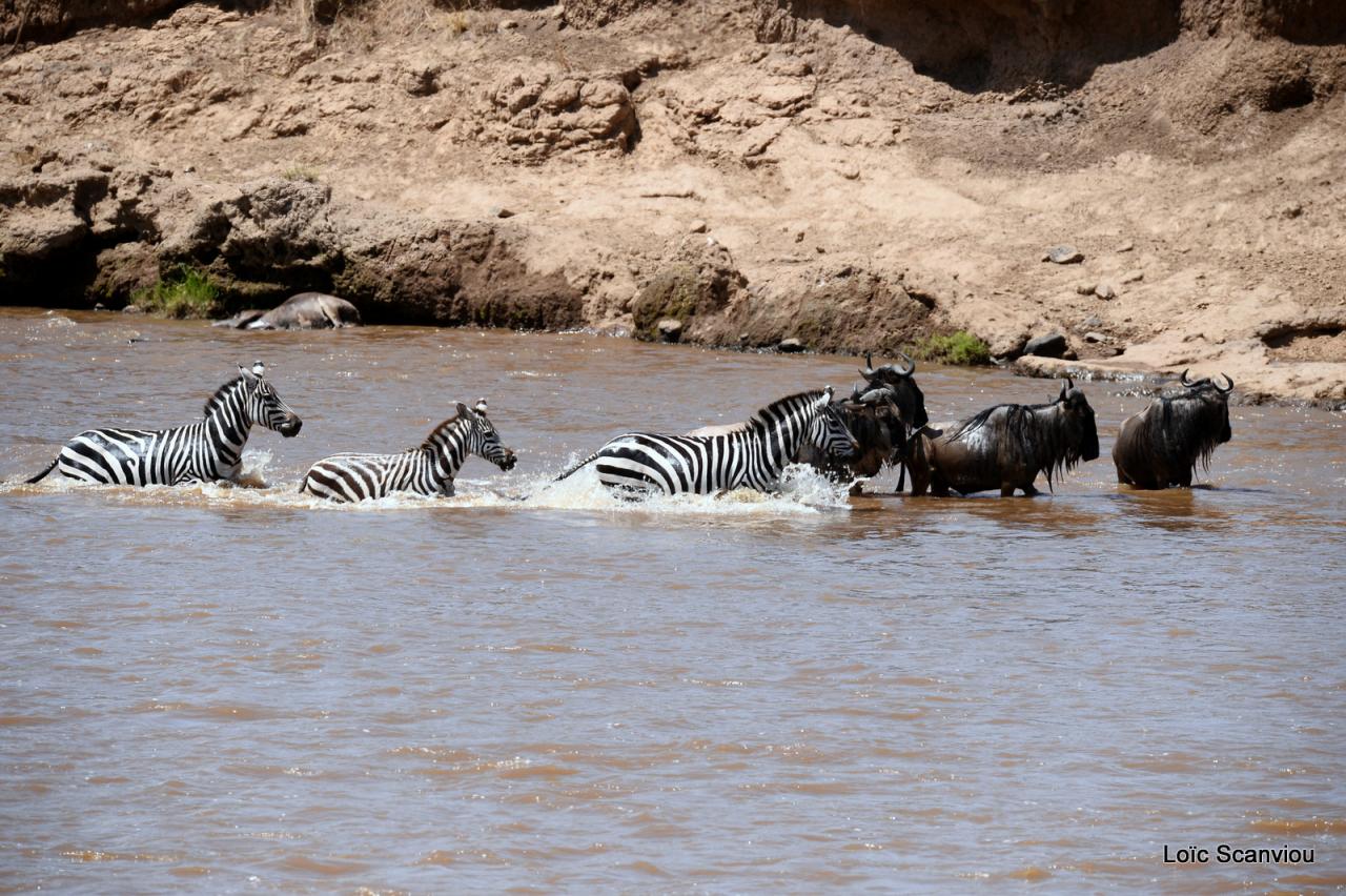Traversée de la Mara/Mara River Crossing (80)