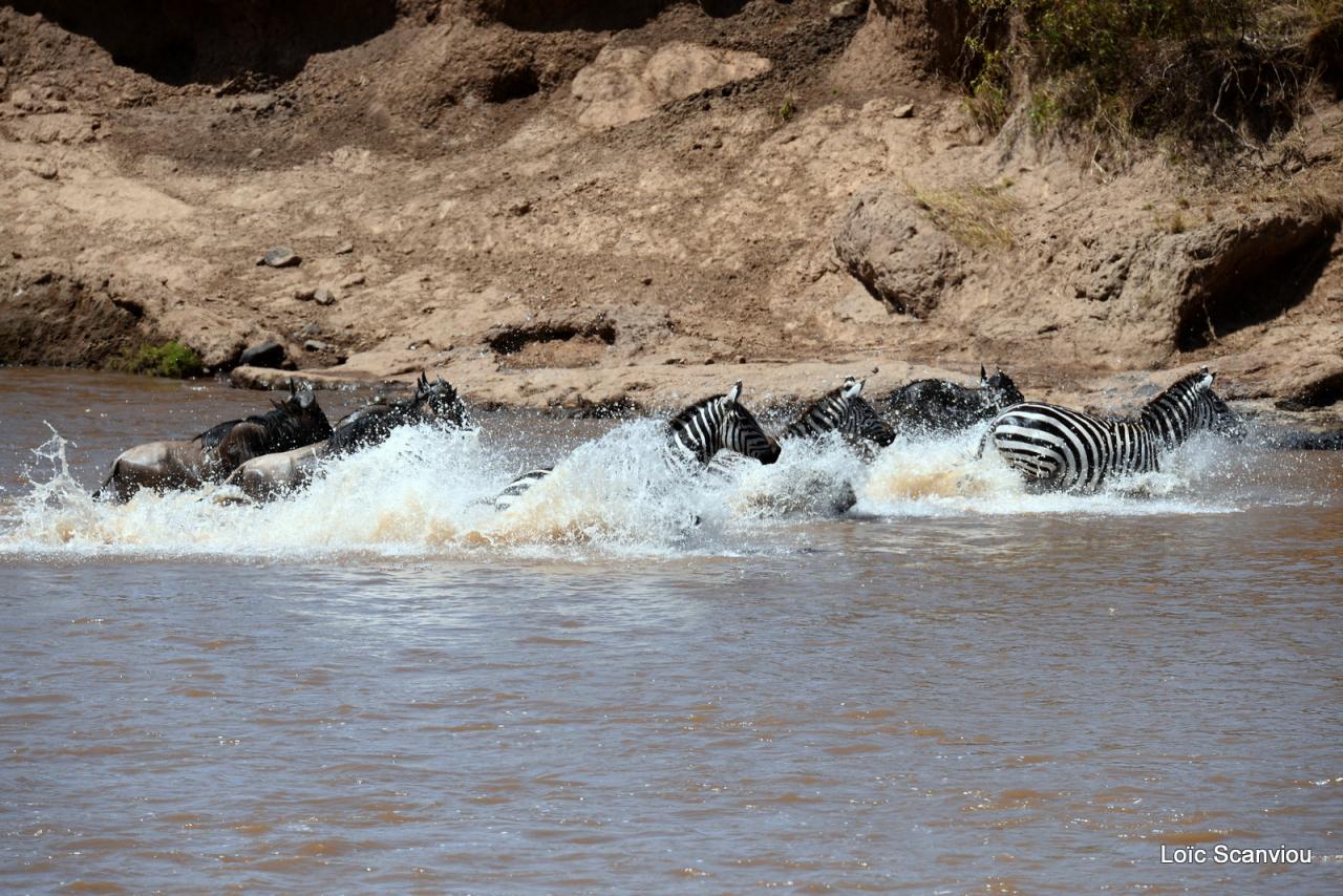 Traversée de la Mara/Mara River Crossing (81)