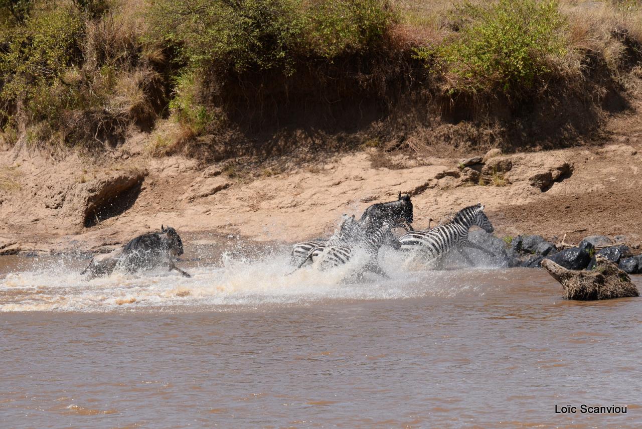 Traversée de la Mara/Mara River Crossing (82)