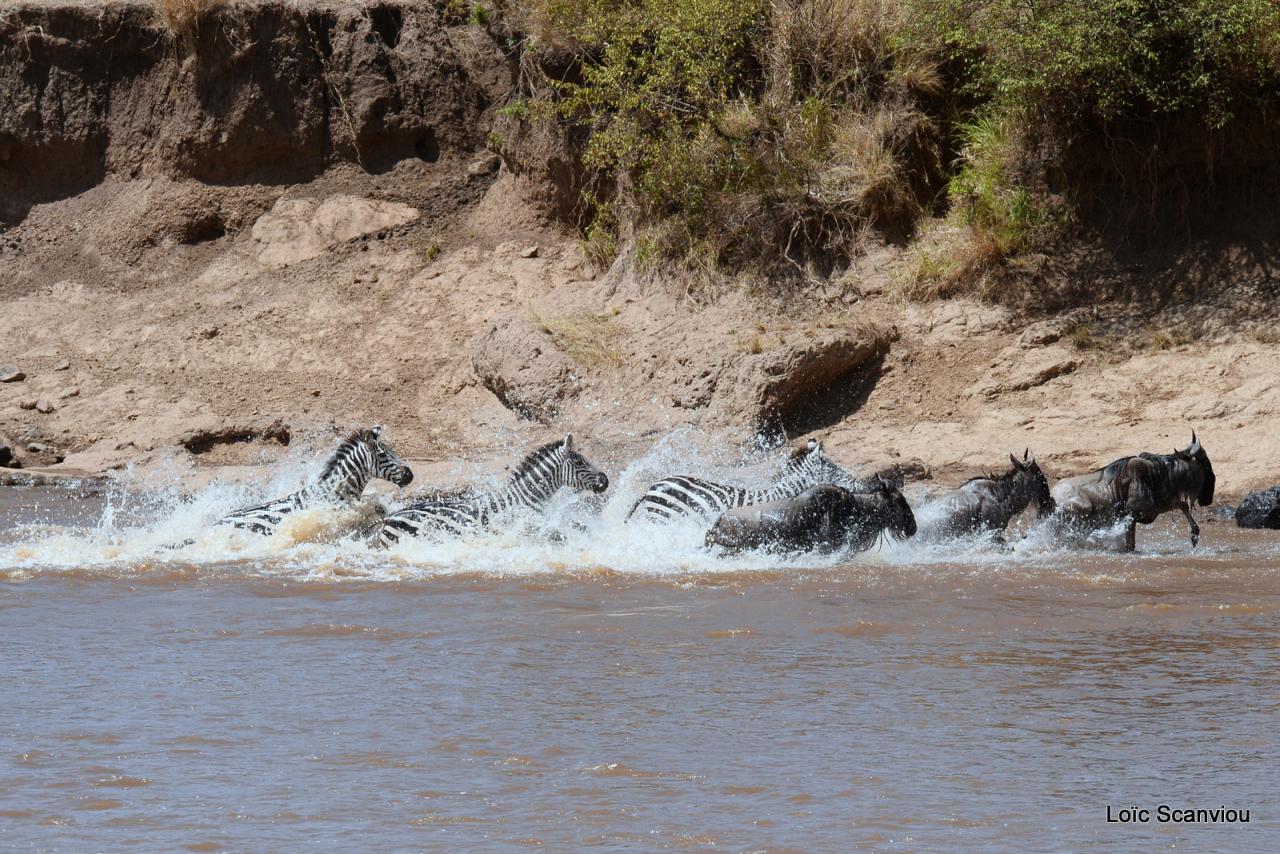 Traversée de la Mara/Mara River Crossing (83)