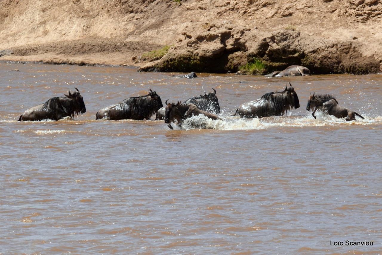 Traversée de la Mara/Mara River Crossing (84)