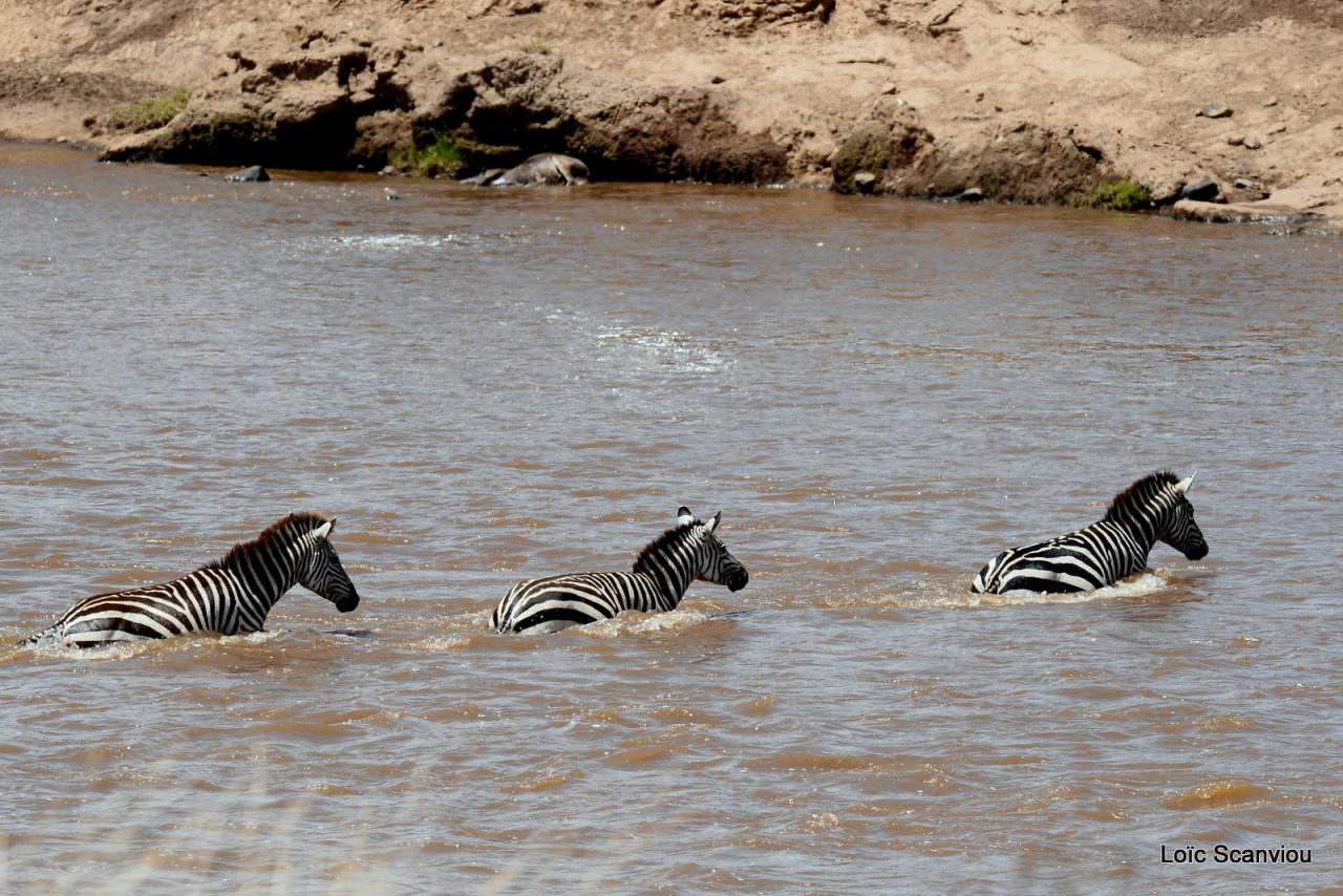 Traversée de la Mara/Mara River Crossing (85)