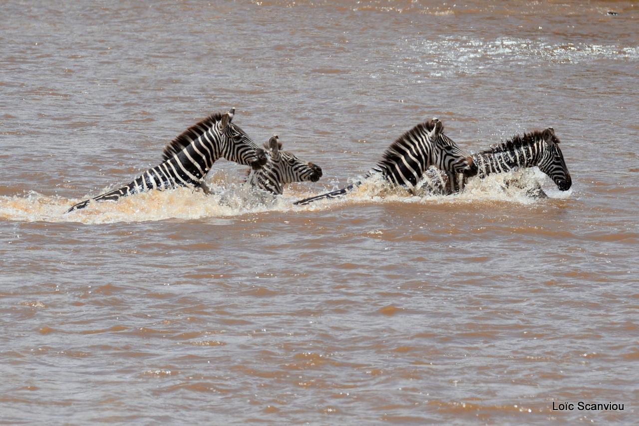 Traversée de la Mara/Mara River Crossing (86)