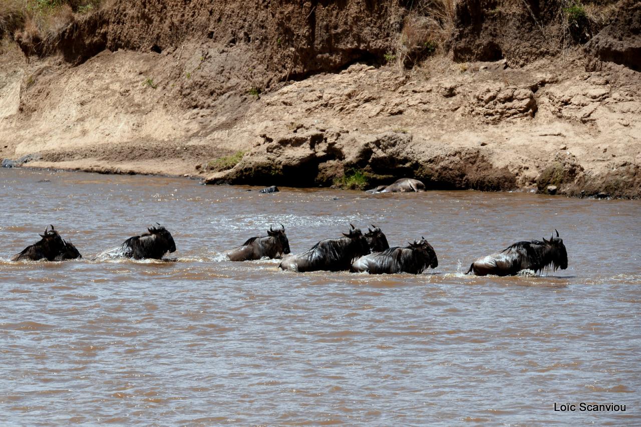 Traversée de la Mara/Mara River Crossing (87)
