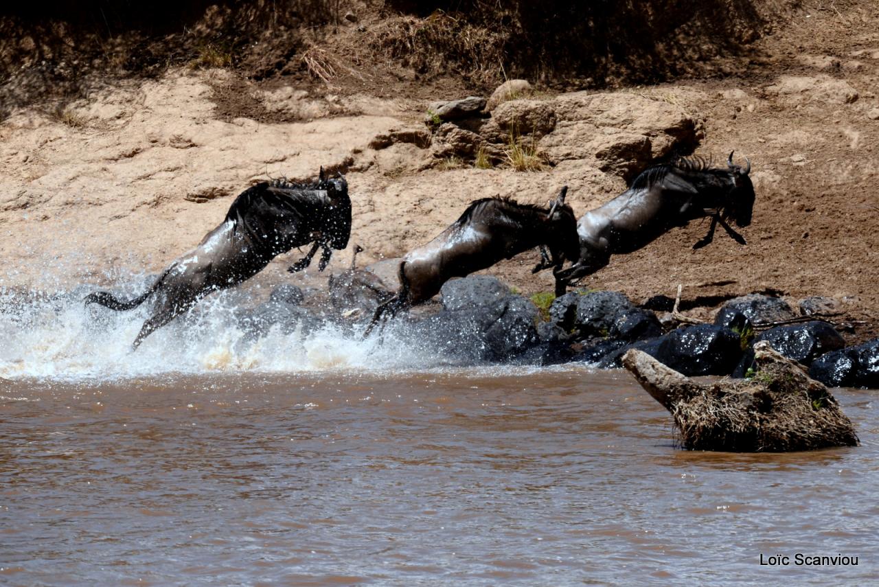Traversée de la Mara/Mara River Crossing (88)