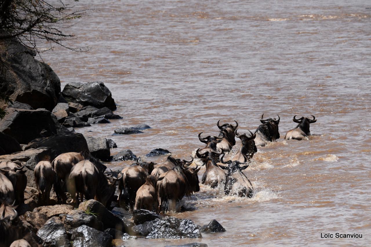 Traversée de la Mara/Mara River Crossing (89)