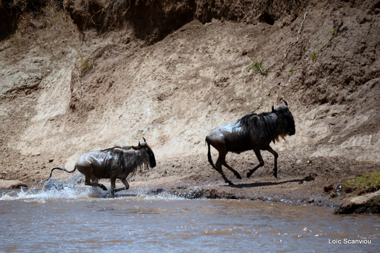 Traversée de la Mara/Mara River Crossing (90)