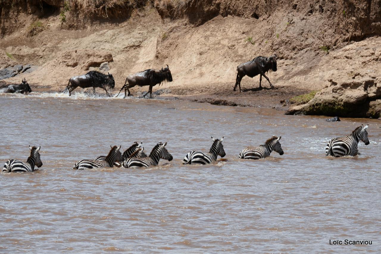 Traversée de la Mara/Mara River Crossing (91)