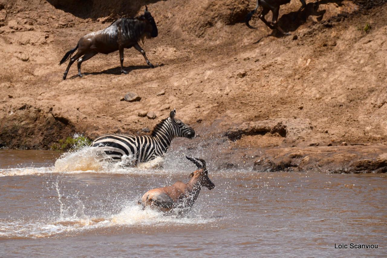 Traversée de la Mara/Mara River Crossing (93)