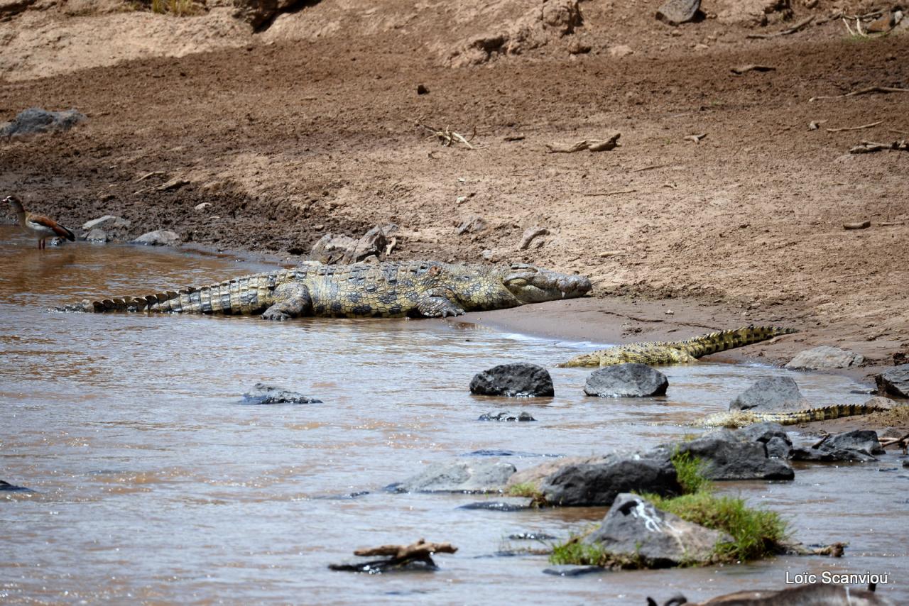 Crocodiles et ouette d'Egypte (1)