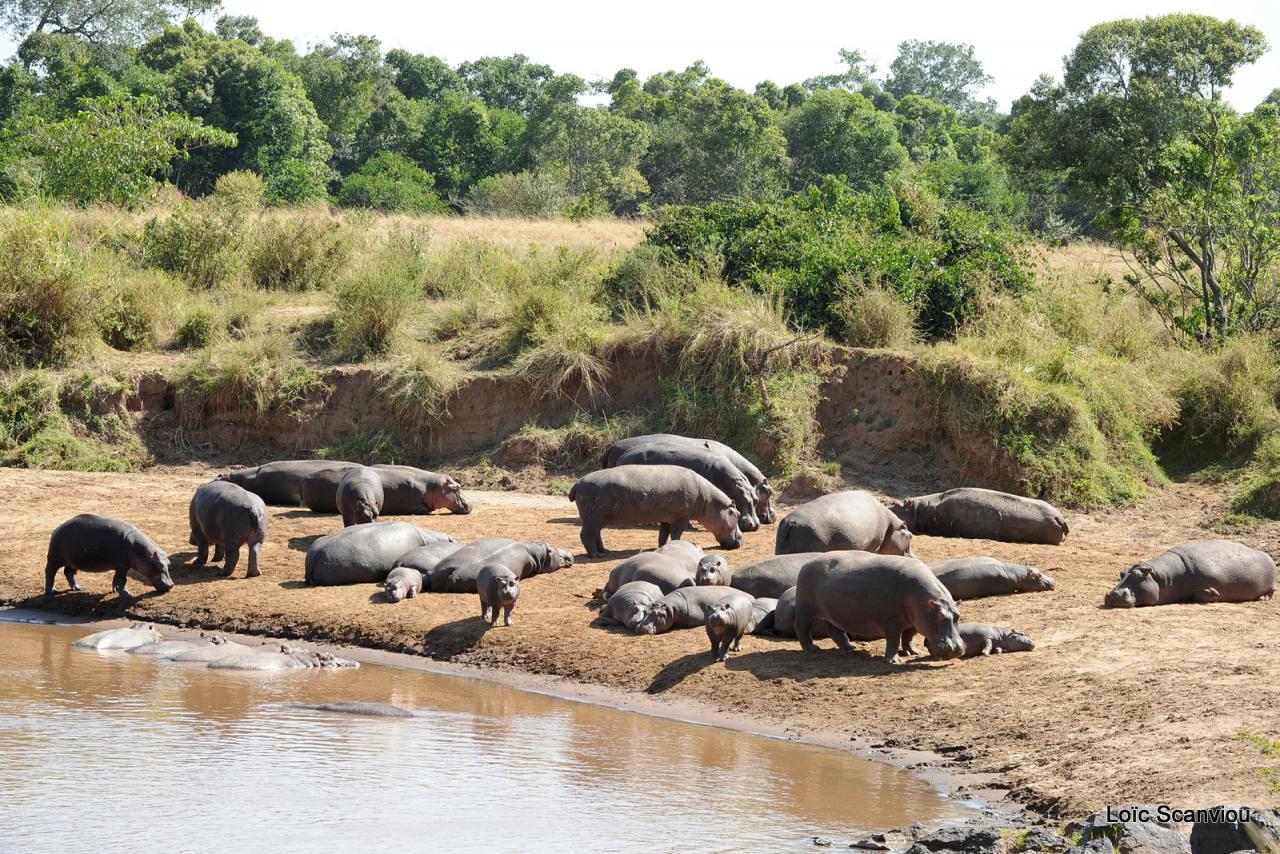 Hippopotame/Hippopotamus (23)