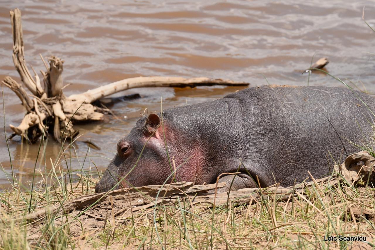 Hippopotame/Hippopotamus (24)